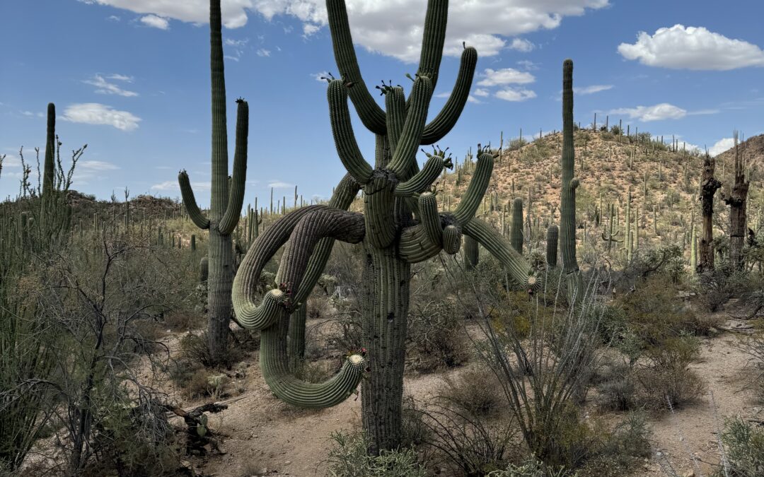 Saguaro National Park: East vs. West – Which Side is Better?