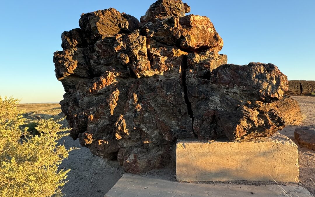 Petrified Forest National Park: No Forest But Plenty of Old Logs